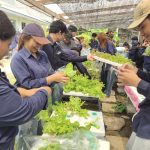 งานปลูกผักไฮโดรโปนิกส์น้ำนิ่ง